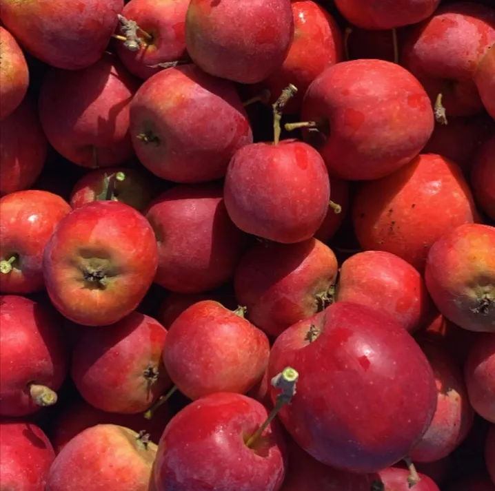 アルプス乙女りんご